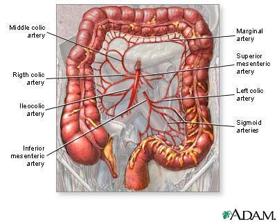 Blood supply of the large intestine: MedlinePlus Medical Encyclopedia Image