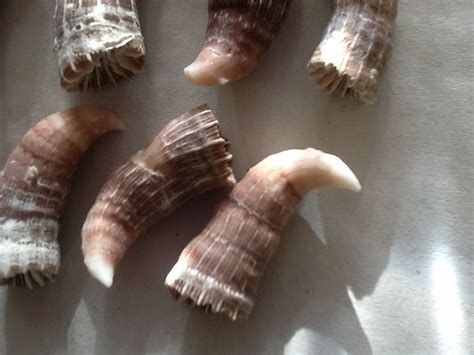 Tooth Tusk Star Coral (Scleractinia) horn coral fossil - The Shell Shop