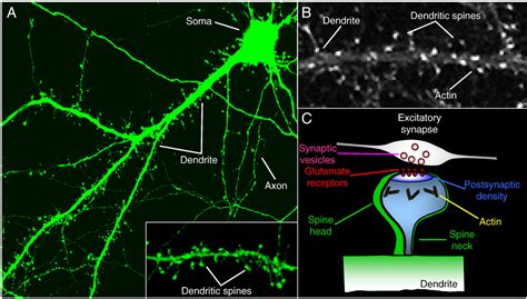 Dendritic Spine Synapse