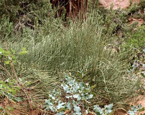 California ephedra plant provided various benefits for early settlers