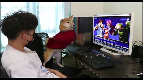 Funny dog playing PC games（Full version） - YouTube