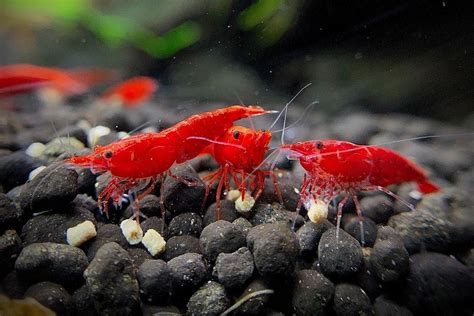 13 Types of Neocaridina Shrimp – Tropicflow