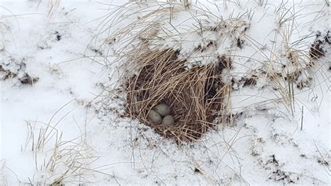 Lark nest in the snow_rs - Partners in Flight