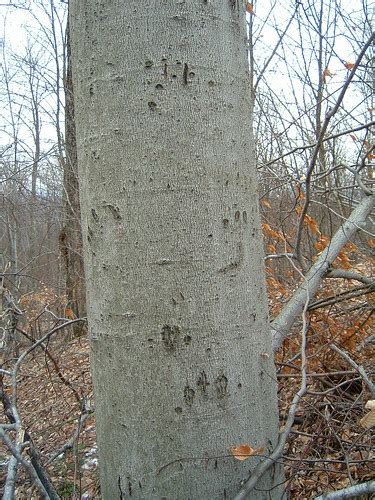 Black Bear Claw Marks | Beech nuts, the fruit of the America… | Flickr