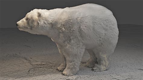 ArtStation - Polar - REALISTiC - BEAR | Game Assets