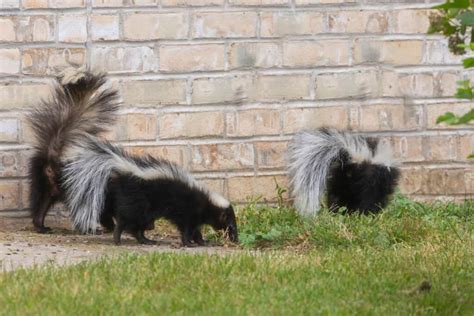 10 Best Skunk Repellents (and How to Use Them) - Pest Pointers