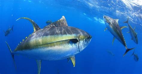 Ahi Tuna vs Yellowfin Tuna: What are the Differences? - A-Z Animals