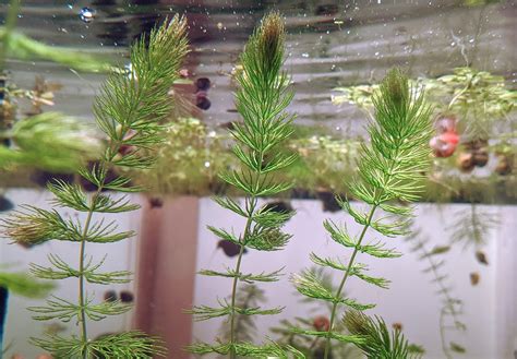 Hornwort