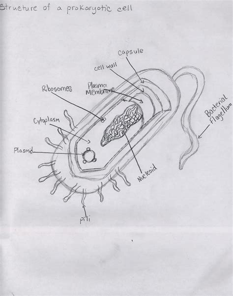 Cell Types and Structure: Structure of Prokaryotic Cell