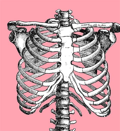 Rib cage drawing, Rib cage anatomy, Human rib cage