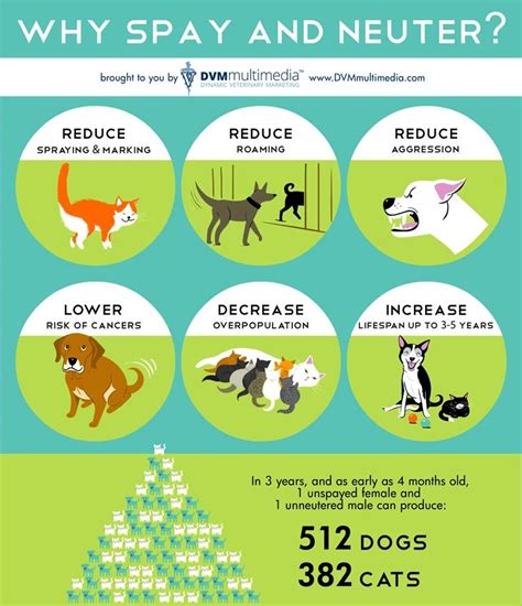 Vital Importance of Spaying/Neutering Pets: A Responsible Choice!