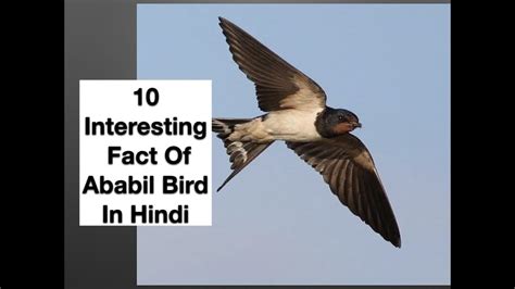 10 Interesting Fact Of Ababil Bird In Hindi - YouTube