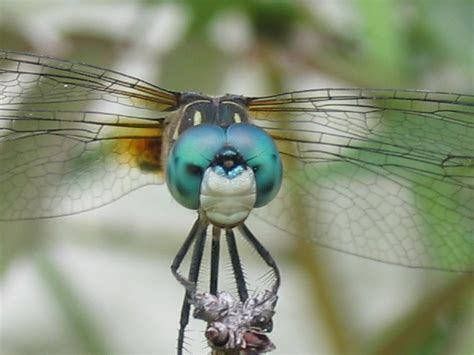 blue-green dragonfly; Image ONLY