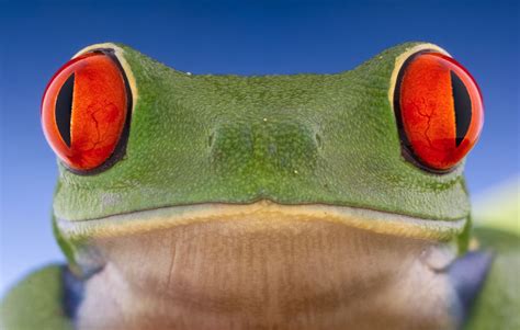 Beautiful Eyes - null | Red eyed tree frog, Beautiful eyes, Tree frogs