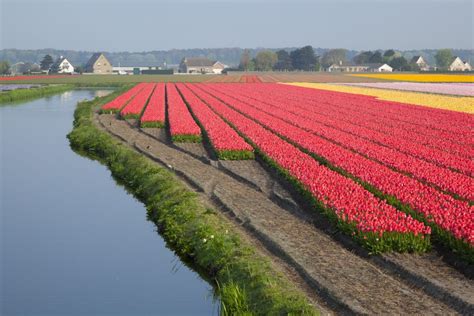 Tulip fields near Amsterdam in Holland - Tulip Festival Amsterdam