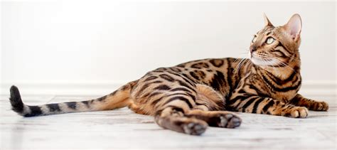 Bengal Cat Colors - 6 Common to Rare Coat Colors & Patterns