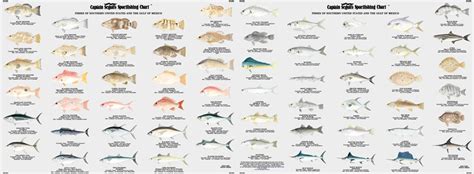 Gulf of Mexcio & Florida Fish Species Identification Chart