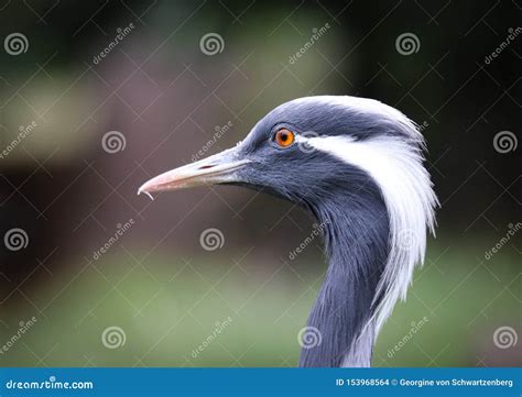 975 Gruiformes Photos - Free & Royalty-Free Stock Photos from Dreamstime