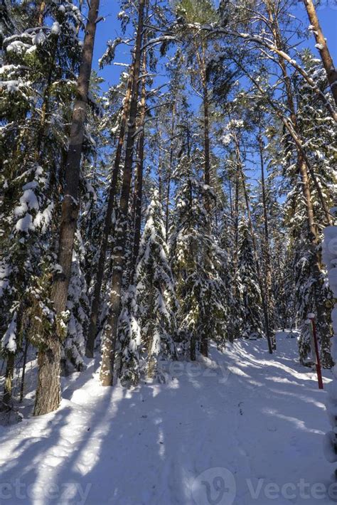 Winter forest in Belarus, ecological trail Blue Lakes 5173934 Stock ...