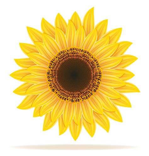 sunflower vector illustration 509824 Vector Art at Vecteezy