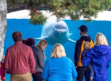 Beluga whale from Marineland dies at Mystic Aquarium | blooloop