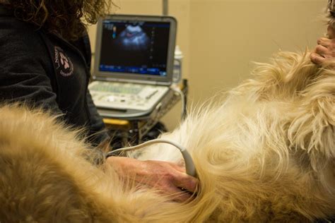 Ultrasound - Northshore Veterinary Hospital - Bellingham, WA