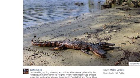 A 2-headed gator in Seminole Heights? Not likely, expert says | Cool ...