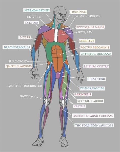 Muscles In The Body Diagram - Human Musculoskeletal System Diagram ...