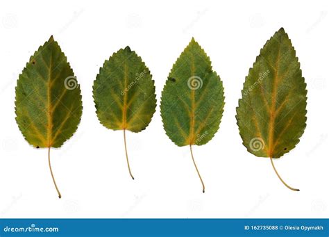 Autumn Leaves of Aspen Closeup. Isolated Over White Background Stock ...