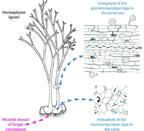 Diagram illustrating dual colonization by endophytes in the ...