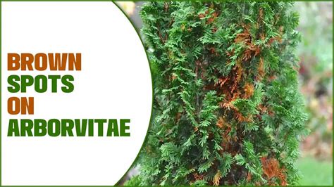 Brown Spots On Arborvitae - 7 Swiftly Solve