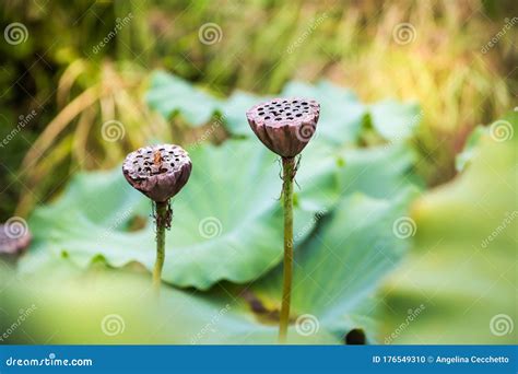 Dried Water Lily Pods and Stems in Pond Outdoors Stock Photo - Image of growing, plants: 176549310