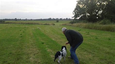 English Springer Spaniel Training - YouTube