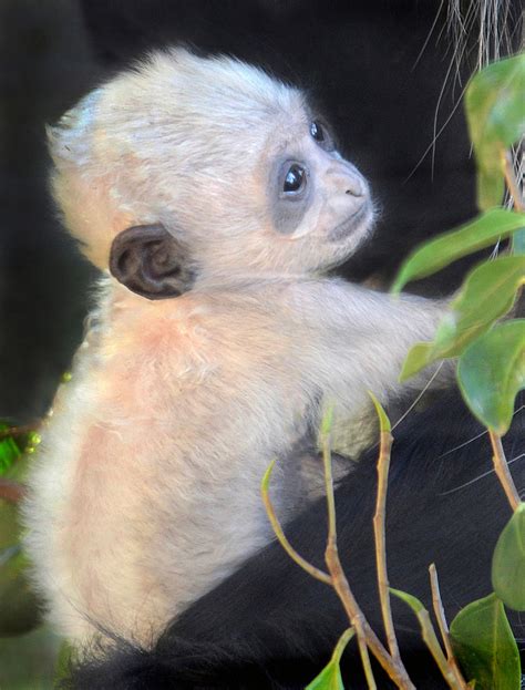 The white stuff | This baby Angolan Colobus monkey was born … | Flickr