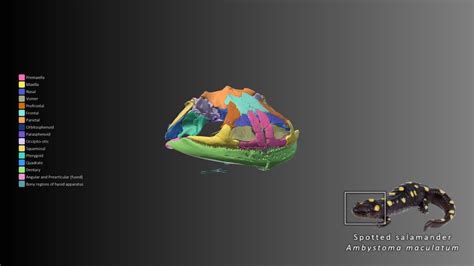 Spotted Salamander Skull Anatomy - 3D model by Blackburn Lab (@ufherps ...