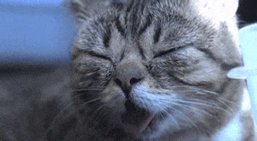 Lil Bub Cat GIF - Find & Share on GIPHY