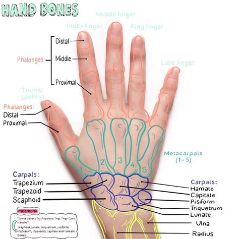 #aus #coffeeandanatomy Aus #coffeeandanatomy | Physical therapy ...