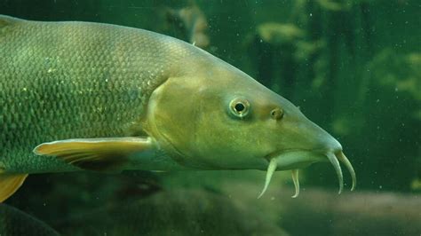 The Barbel: habitat, characteristics and curiosities