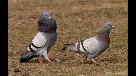 How to tell the Difference between a male and a female pigeon (part 1) - YouTube