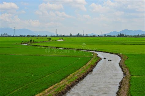 Rice Field in Mekong Delta, Vietnam Stock Photo - Image of beautiful, closeup: 109058600