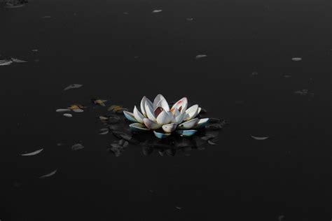 Minimal Lotus Wallpapers - Wallpaper Cave