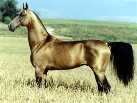 Worlds Most Beautiful Horse Breeds From Around the World | HubPages