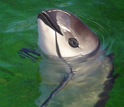 Whale-Killers, No Mercy For Vaquitas | HuffPost