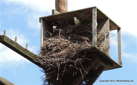 Monk Parakeets Getting Ready to Nest? | The Meadowlands Nature Blog