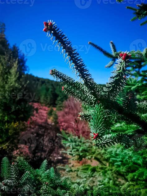 Green cedar tree leaves 17074962 Stock Photo at Vecteezy