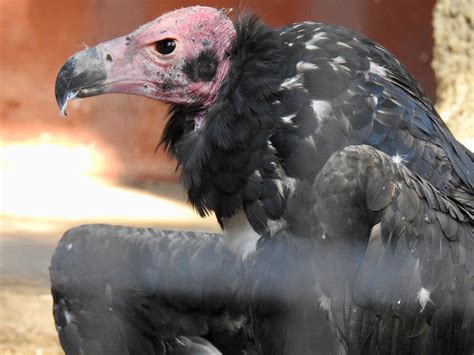 Red-Headed Vulture | SIMILAR BUT DIFFERENT IN THE ANIMAL KINGDOM