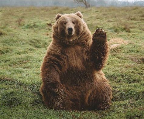 Bear Waving. : r/MemeTemplatesOfficial