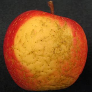 Russeting, microcracks and moisture loss in apples in 2011 - MSU Extension