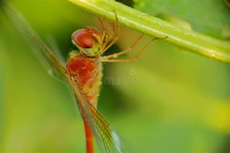 Butterfly Insects, Natural, Nature, Macro Photographs Stock Photo - Image of photographs ...