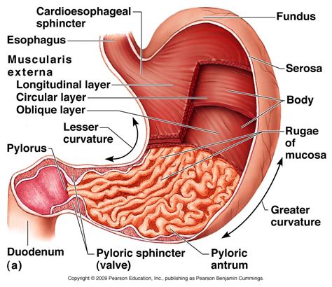 Human Digestive System Stomach Best What Is The Function Of The ...